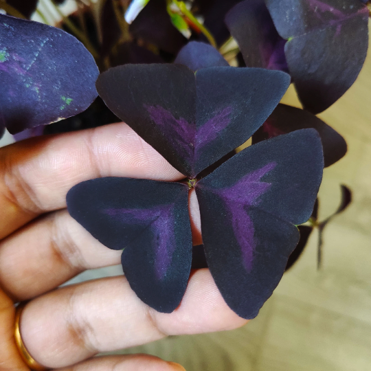 Oxalis triangularis shamrock pourpre rhizomes monjungle