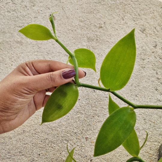 Orchidée Vanilla 'Planifolia' monjungle