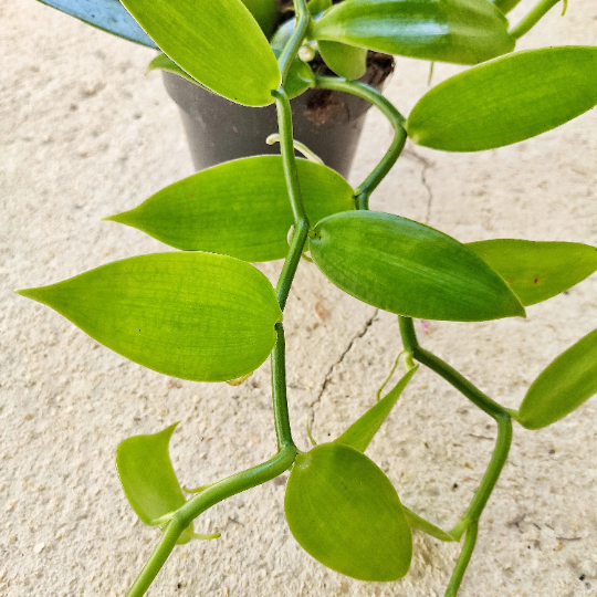 Orchidée Vanilla 'Planifolia' monjungle