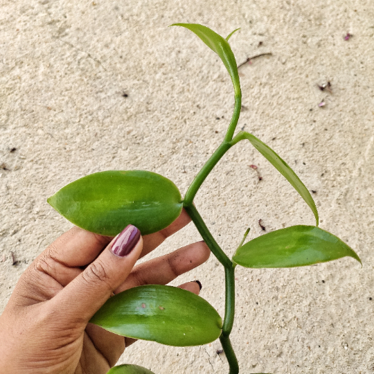 Orchidée Vanilla 'Planifolia' monjungle