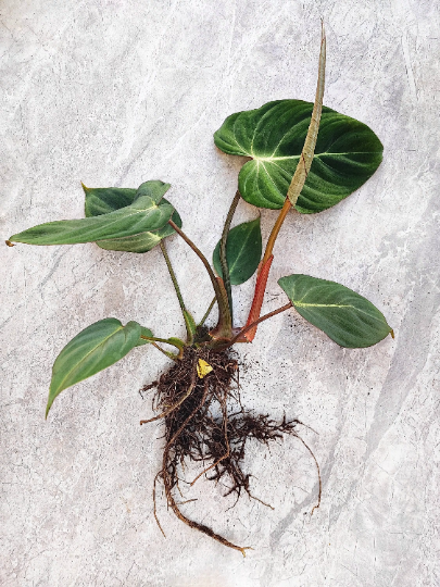 Philodendron Gloriosum M monjungle