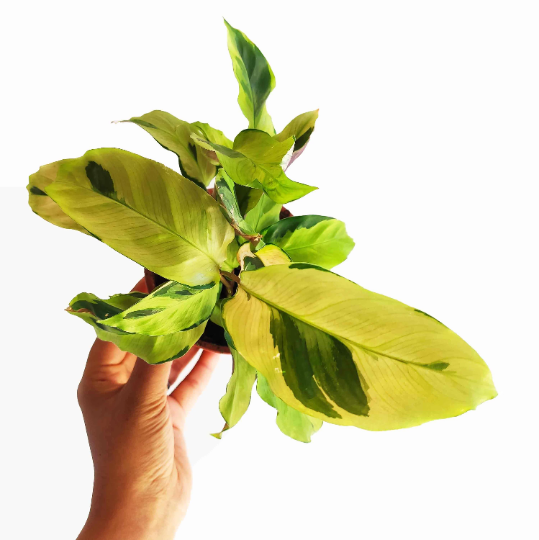 Calathea Yellow Fusion monjungle
