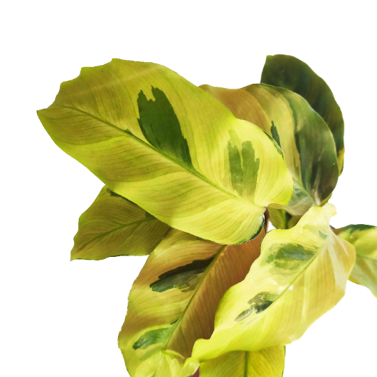Calathea Yellow Fusion monjungle