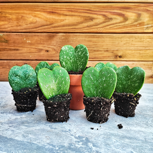 Hoya KERRII SPLASH monjungle