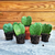 Hoya kerrii Splash – Plante cœur argentée | Pot 6 cm