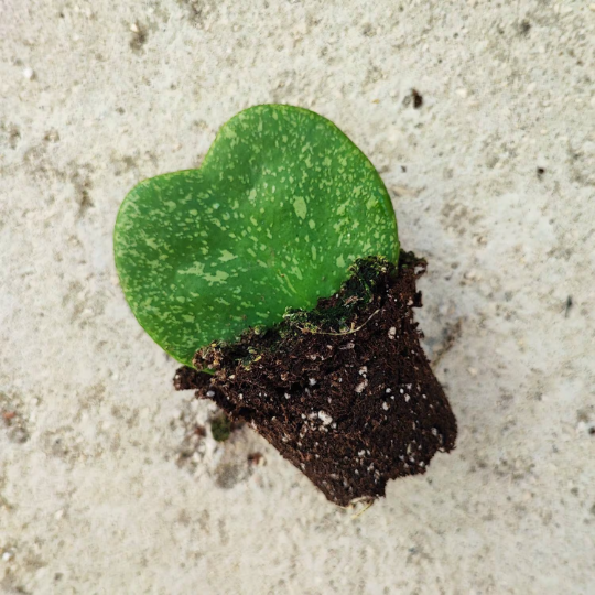 Hoya KERRII SPLASH monjungle