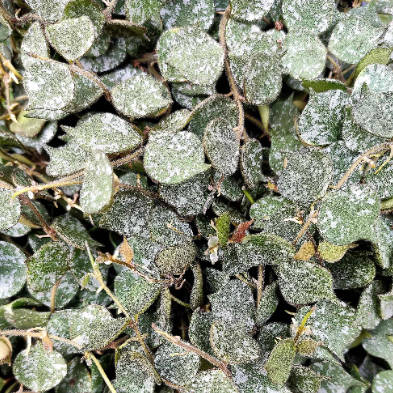 Hoya Curtisii Silver monjungle