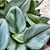 Scindapsus TREUBII MOONLIGHT - boutures de Scindapsus treubii 3 feuilles minimum- Rare scindapsus pothos argent monjungle