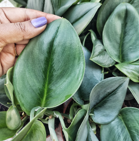 Scindapsus TREUBII MOONLIGHT - boutures de Scindapsus treubii 3 feuilles minimum- Rare scindapsus pothos argent monjungle