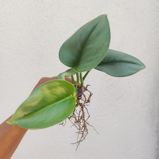 Scindapsus TREUBII MOONLIGHT - boutures de Scindapsus treubii 3 feuilles minimum- Rare scindapsus pothos argent monjungle