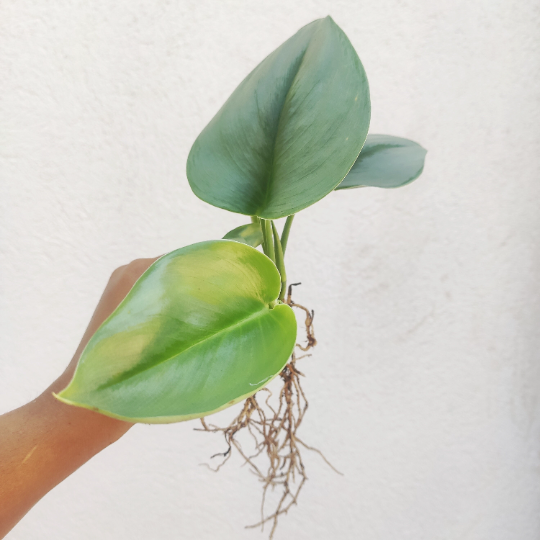 Scindapsus TREUBII MOONLIGHT - boutures de Scindapsus treubii 3 feuilles minimum- Rare scindapsus pothos argent monjungle