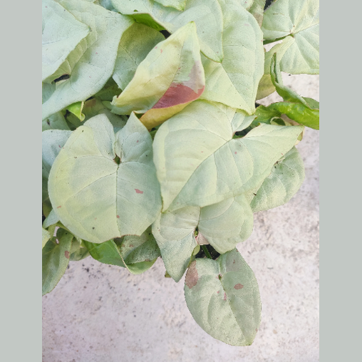 SYNGONIUM milk confetti M monjungle