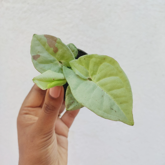 SYNGONIUM milk confetti M monjungle