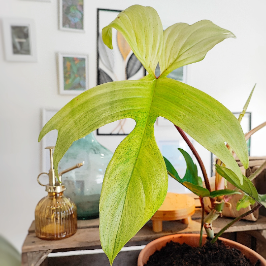 Philodendron FLorida Ghost monjungle