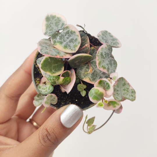 Ceropegia Woodii variegata monjungle