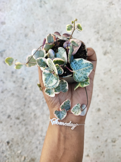 Ceropegia Woodii variegata monjungle
