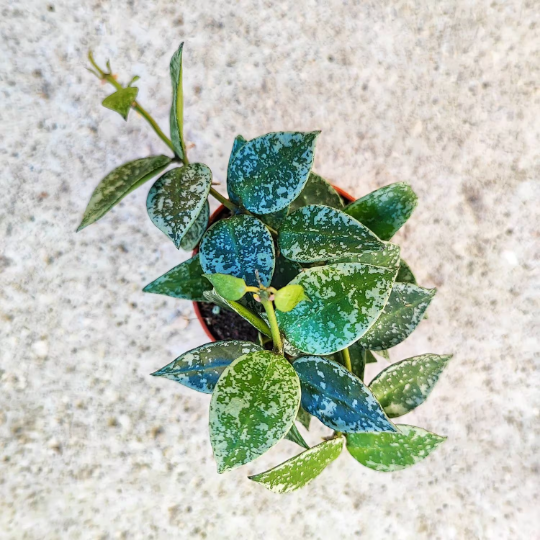 Rare Hoya krohniana 'Splash'- Rare et exotique hoya krohniana avec les feuilles panachées monjungle