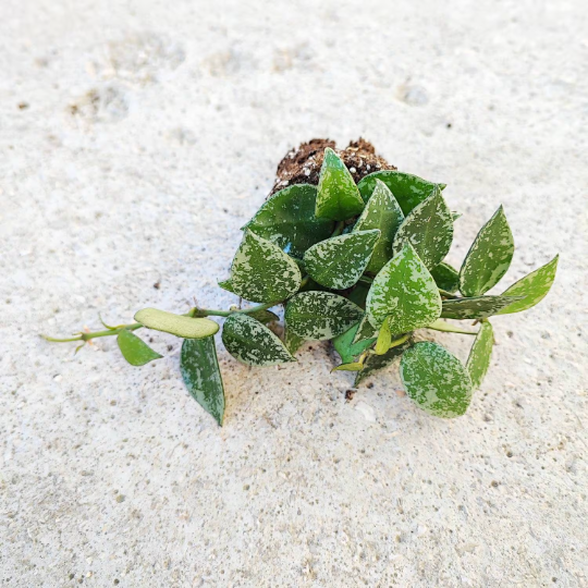 Rare Hoya krohniana 'Splash'- Rare et exotique hoya krohniana avec les feuilles panachées