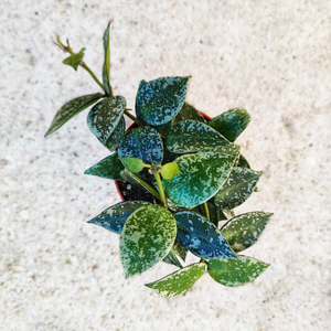 Rare Hoya krohniana 'Splash'- Rare et exotique hoya krohniana avec les feuilles panachées