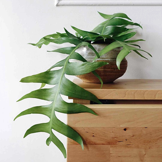 Epiphyllum Chrysocardium monjungle