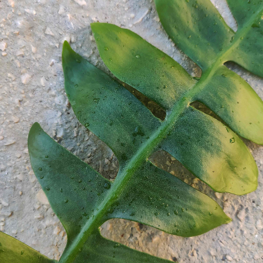 Epiphyllum Chrysocardium monjungle