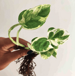 VENTE DIRCETE: Pothos WHITE TIGER Perle et Jade - Bouture de 3/5 feuilles très belle panachée - Pothos Rare monjungle