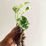 VENTE DIRCETE: Pothos WHITE TIGER Perle et Jade - Bouture de 3/5 feuilles très belle panachée - Pothos Rare monjungle