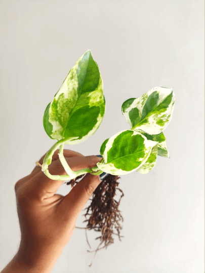 VENTE DIRCETE: Pothos WHITE TIGER Perle et Jade - Bouture de 3/5 feuilles très belle panachée - Pothos Rare monjungle