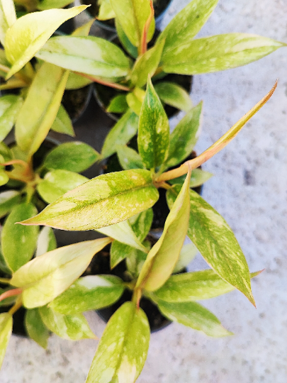 Philodendron RING OF FIRE S monjungle