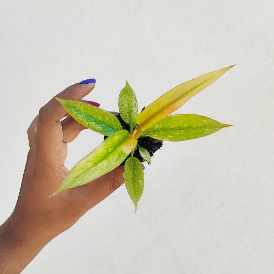 Philodendron RING OF FIRE S monjungle