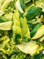 Philodendron BURLE MAX variegata monjungle