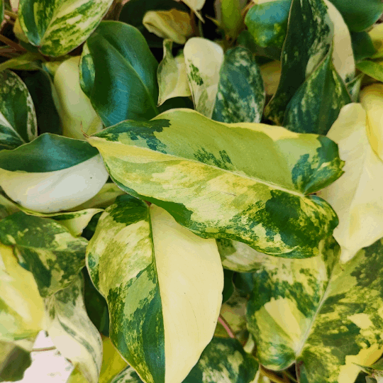 Philodendron BURLE MAX variegata monjungle