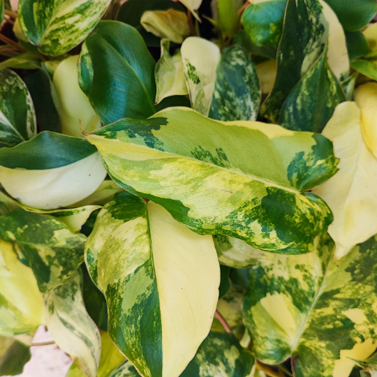 Philodendron BURLE MAX variegata Magnificent cuttings with super beautiful genetics Very beautiful rare plant from the house Rare and easy cutting