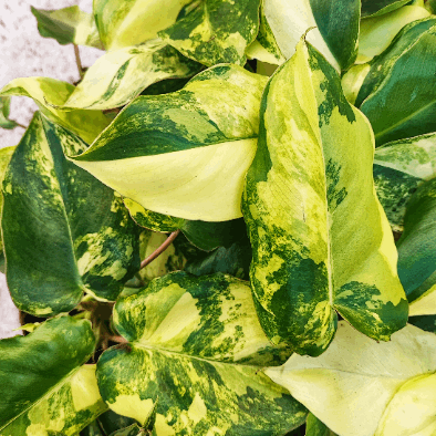 Philodendron BURLE MAX variegata monjungle