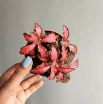 Fittonia verschaffeltii monjungle