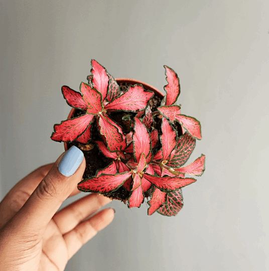 Fittonia verschaffeltii monjungle