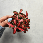Fittonia verschaffeltii monjungle