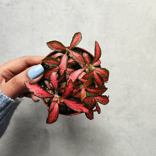 Fittonia verschaffeltii monjungle