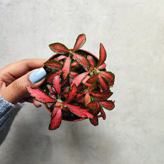 Fittonia verschaffeltii (Small Leaf) , Magnifique plante de maison (et pour le terrarium), Plante feuilles rouges