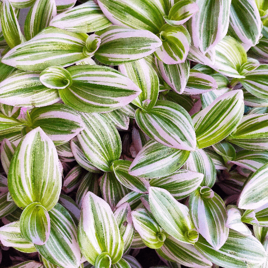 Tradescantia nanouk- Belle bouture bien enracinée- Plante misère- Tradescantia Nanouk 2 boutures monjungle