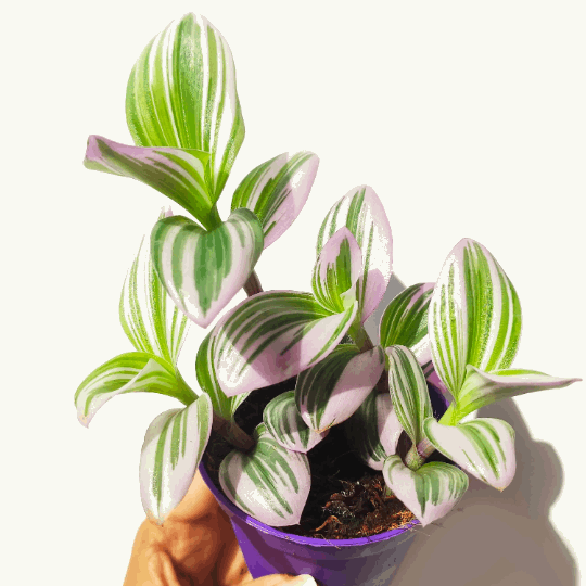 Tradescantia nanouk- Belle bouture bien enracinée- Plante misère- Tradescantia Nanouk 2 boutures monjungle