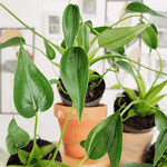 Alocasia Tiny Dancer monjungle