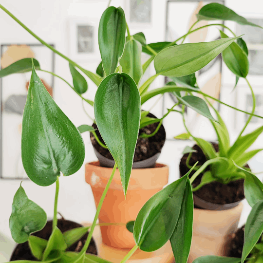 Alocasia Tiny Dancer monjungle