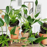 Alocasia Tiny Dancer monjungle