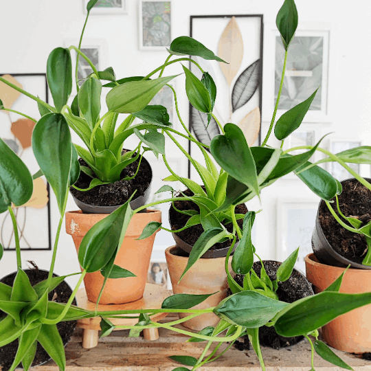 Alocasia Tiny Dancer monjungle