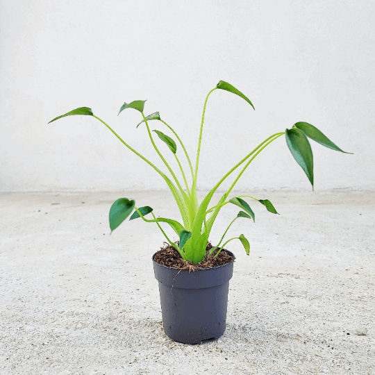 philodendron tiny dancer Alocasia Tiny Dancer – Compact & graphic variety – Monjungle