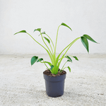 Alocasia Tiny Dancer monjungle