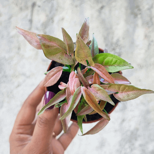 Syngonium 1510 plante d'intérieur rare à feuilles roses vif monjungle