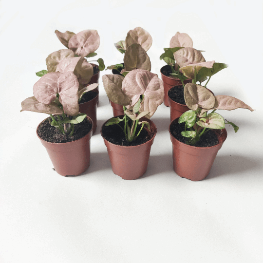 Syngonium neon robusta monjungle
