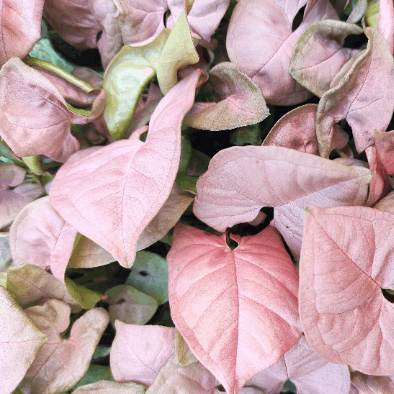 Syngonium neon robusta monjungle